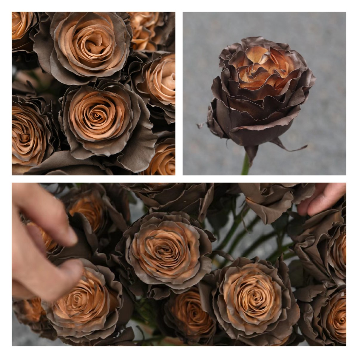 🌹Ecuadorian Roses - Rare Roses-chloriseeds