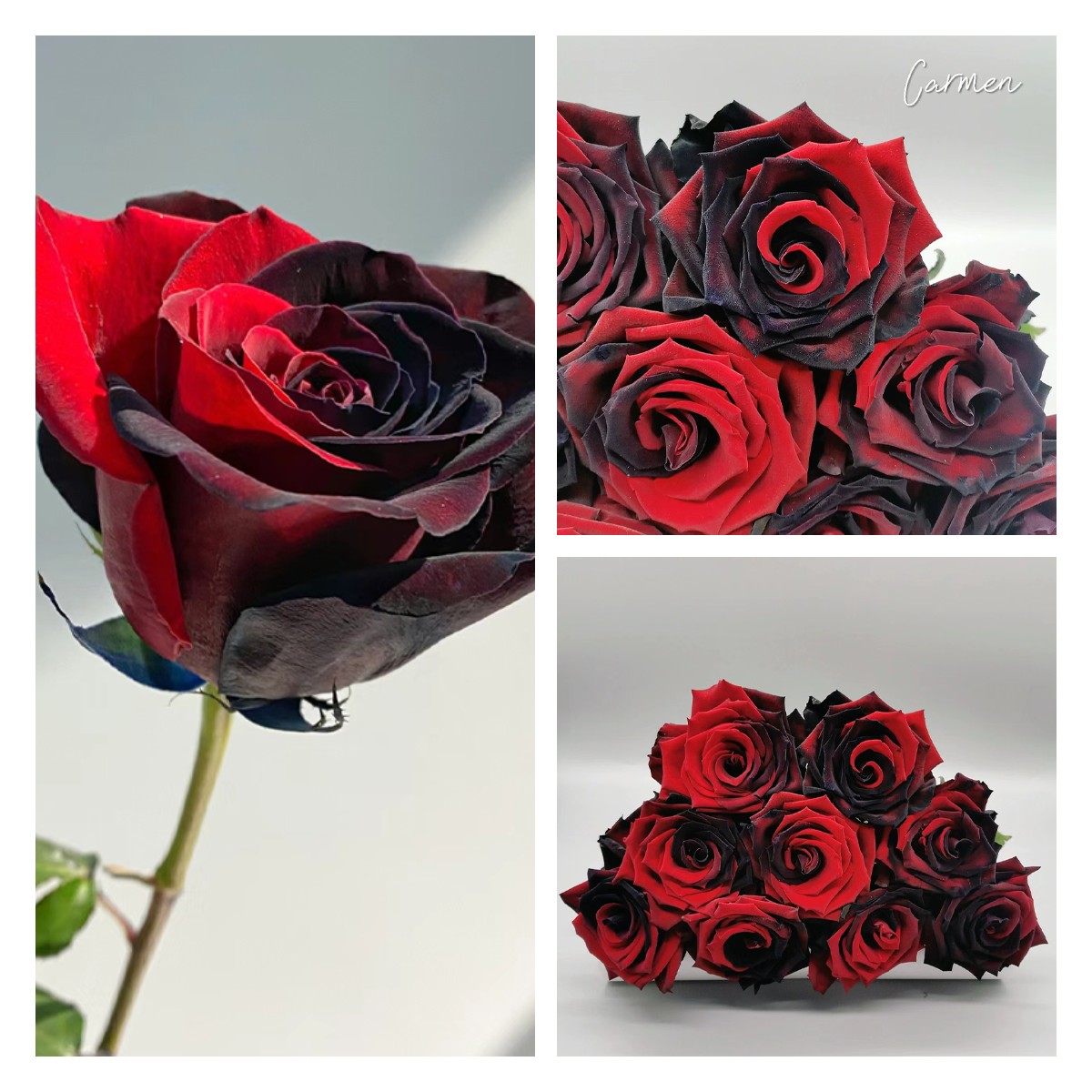 🌹Ecuadorian Roses - Rare Roses-chloriseeds
