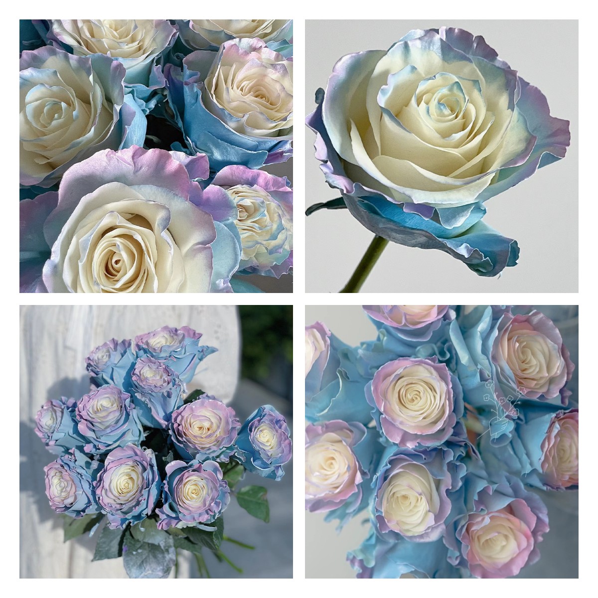 🌹Ecuadorian Roses - Rare Roses-chloriseeds