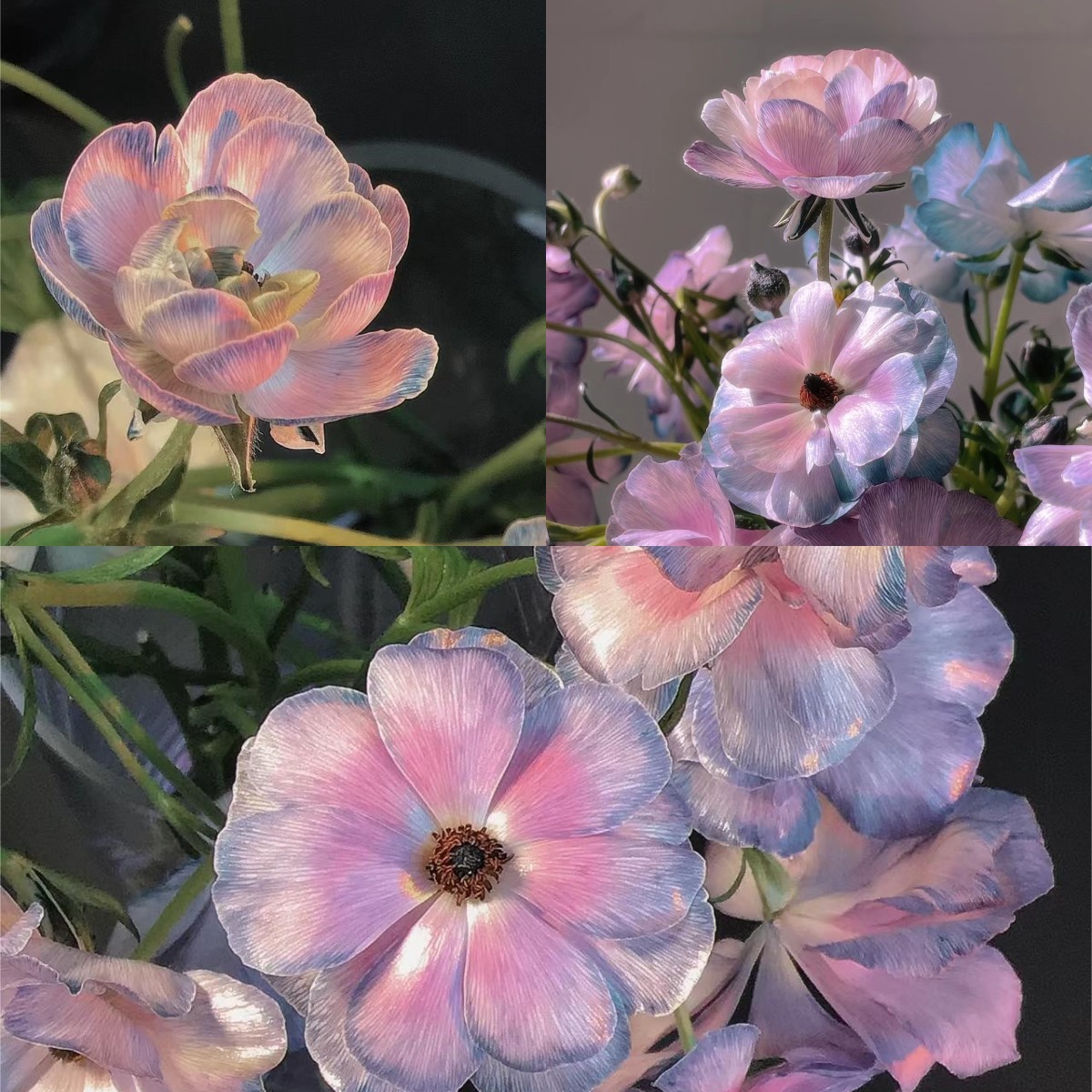 🦋Powdery Purple Butterfly Ranunculus