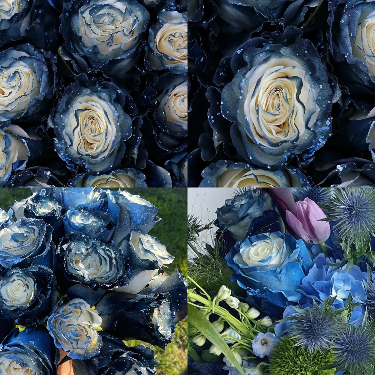 Starry Galaxy Rose - Rare Rose