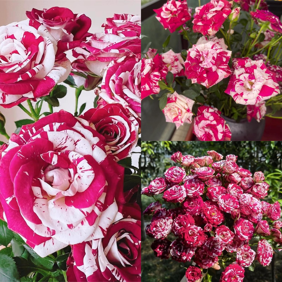 Rare Twin Rose - Love Bubble Rose