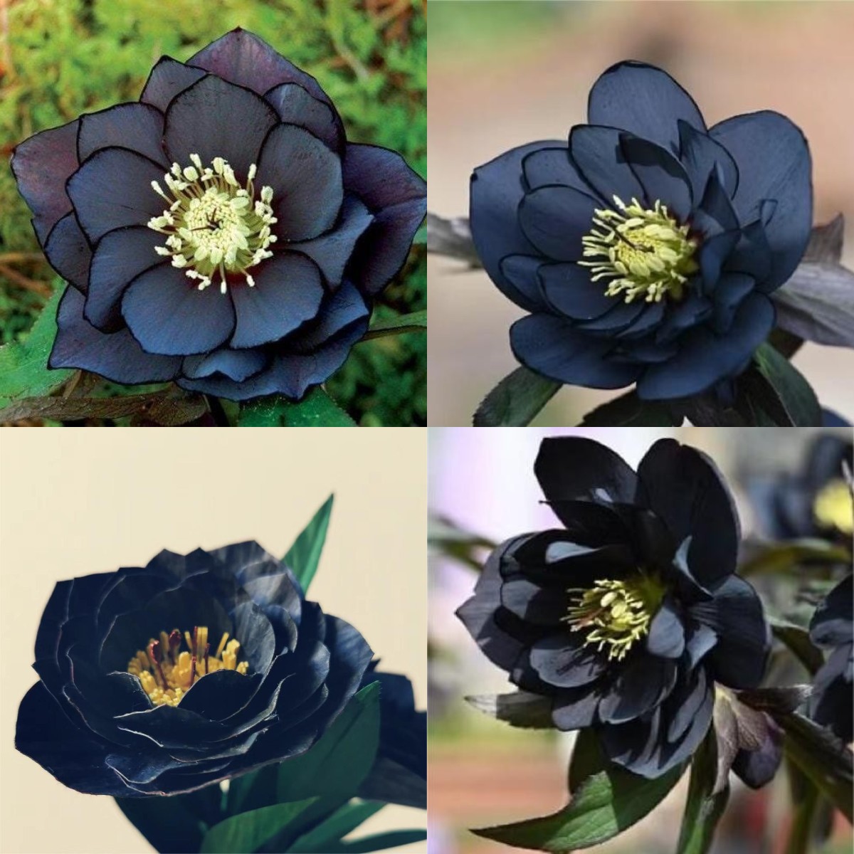 Black Helleborus - Christmas Rose