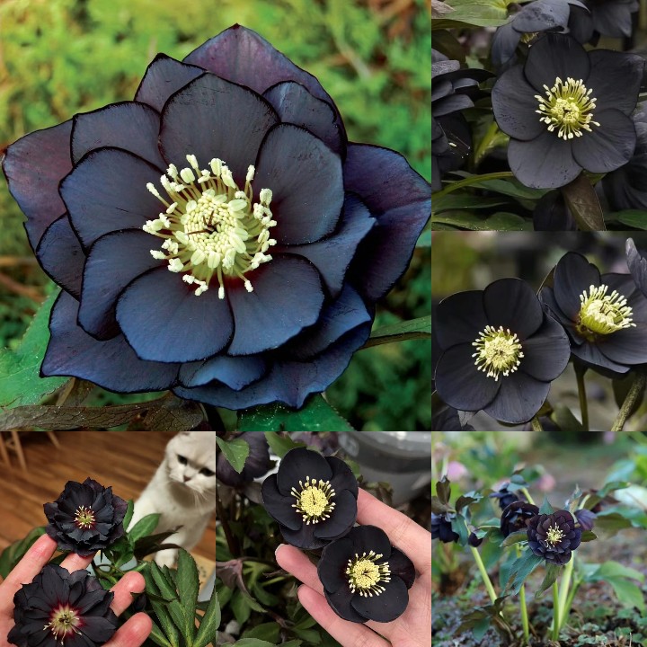 Christmas Rose-Black Hellebore