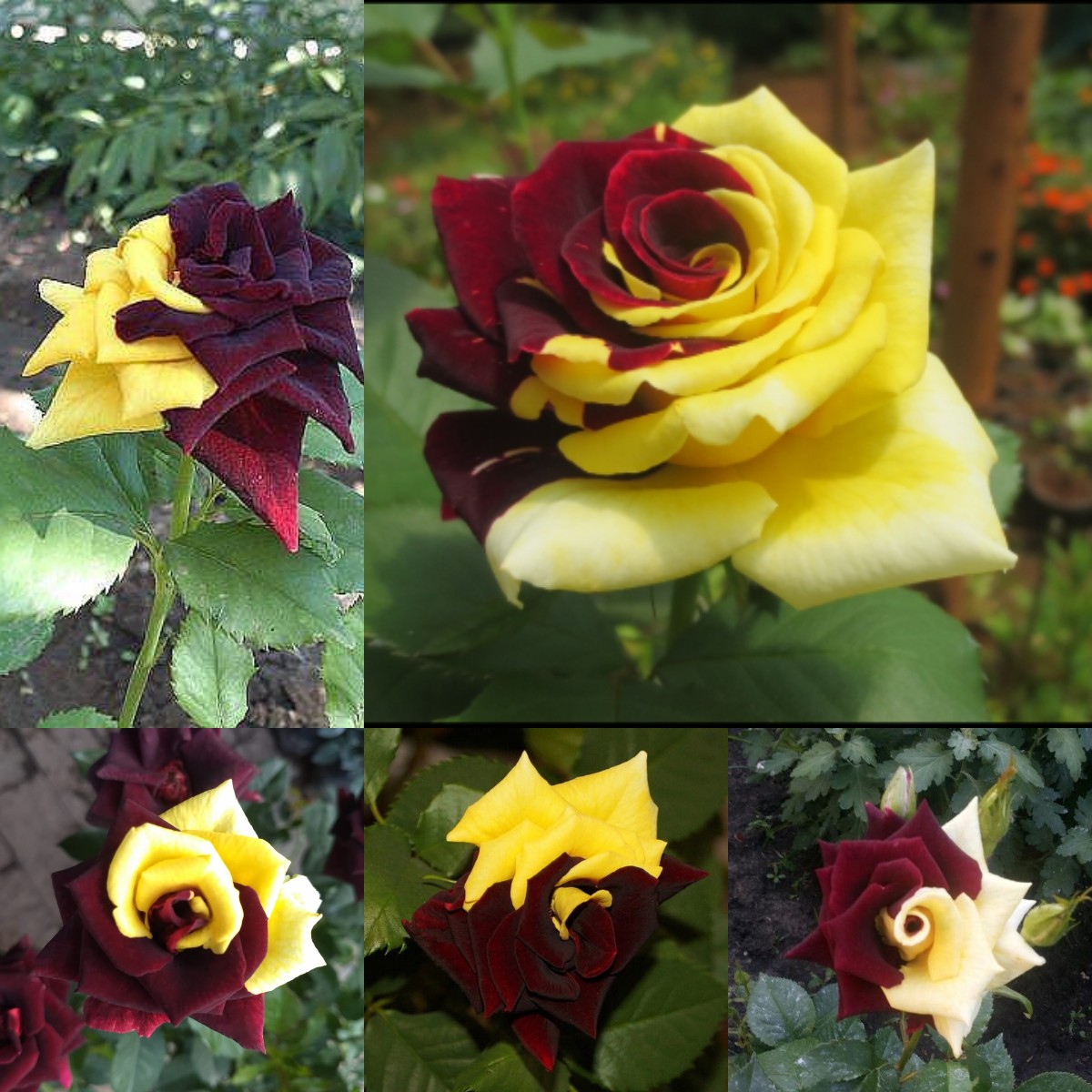 Rare Twin Red Yellow Rose - Seeds-chloriseeds