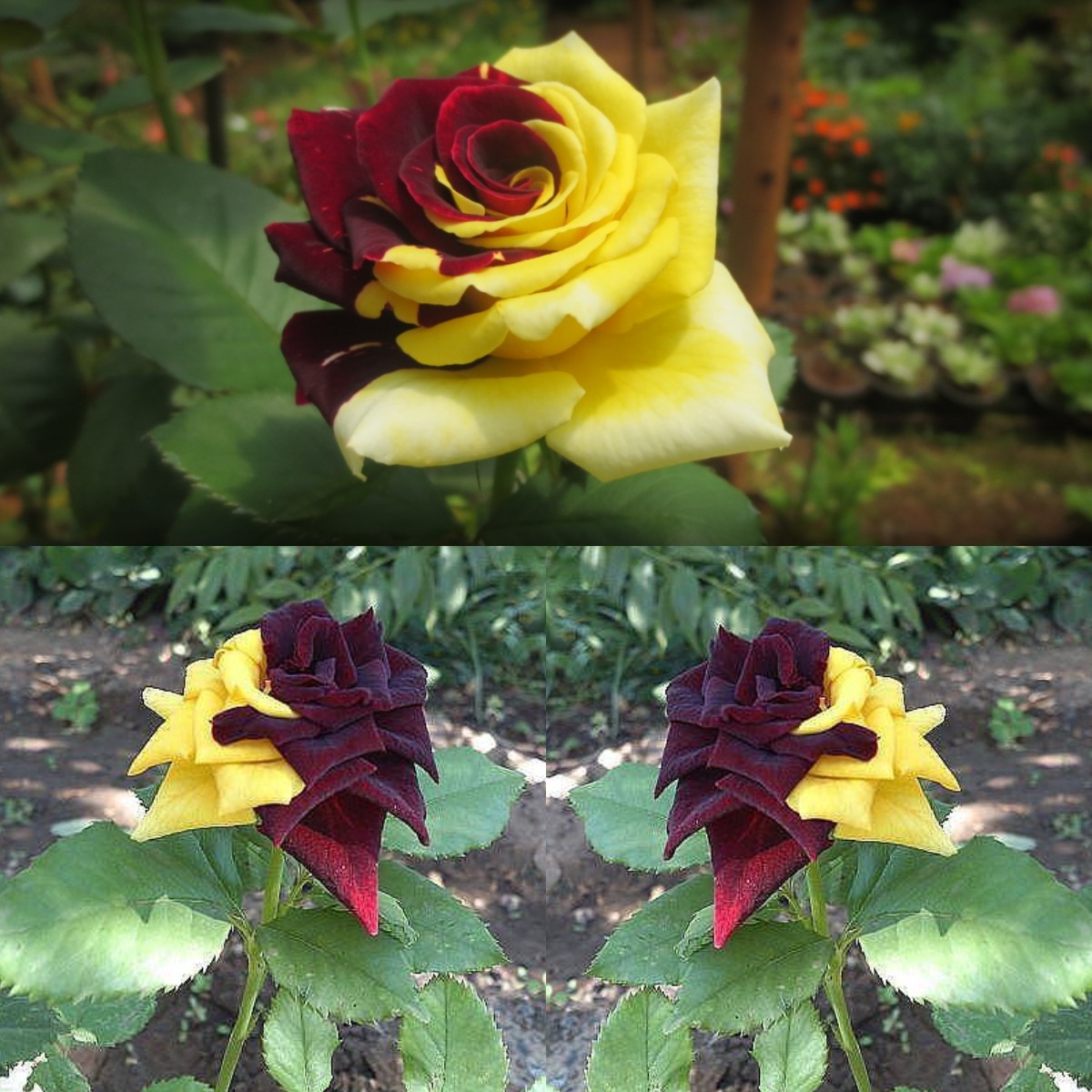 Rare Twin Red Yellow Rose - Seeds-chloriseeds