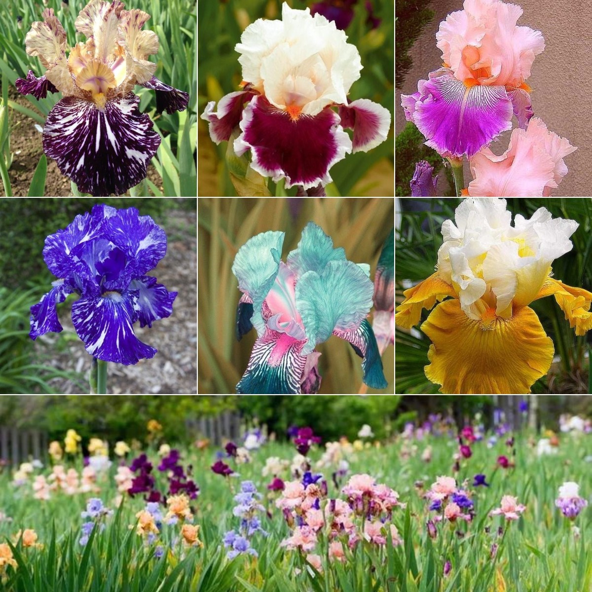 Multi-Varieties Iris (Fall-Planted)-chloriseeds