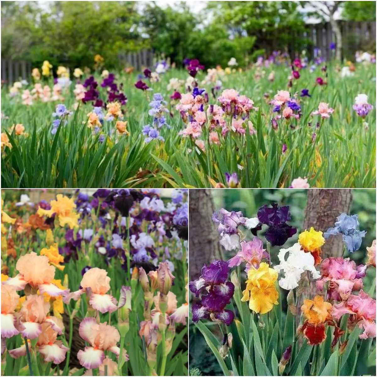 Multi-Varieties Iris (Fall-Planted)-chloriseeds