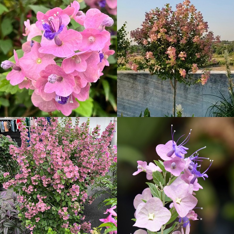 Dailyrosy™ Parasol Flower Seeds