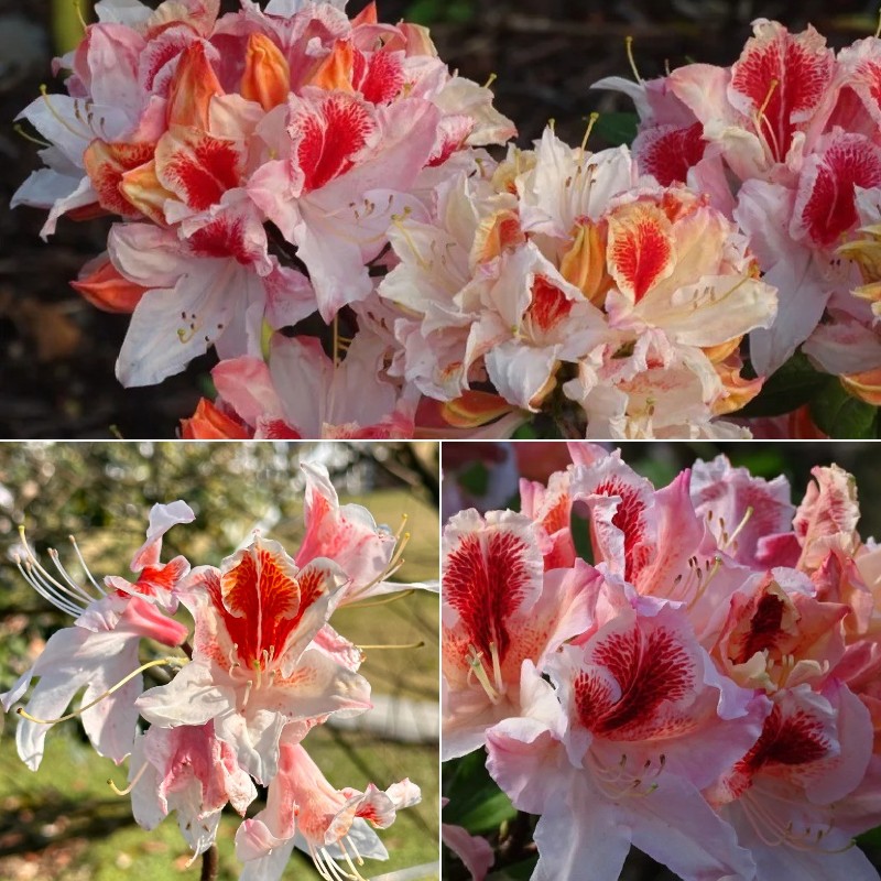 Deciduous Rhododendron