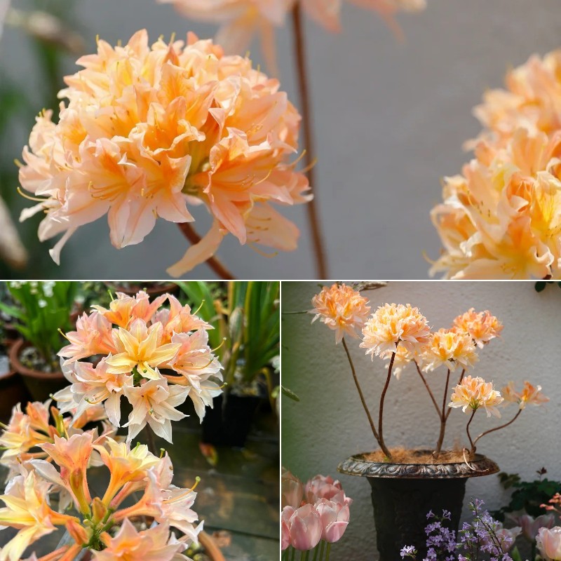 Deciduous Rhododendron