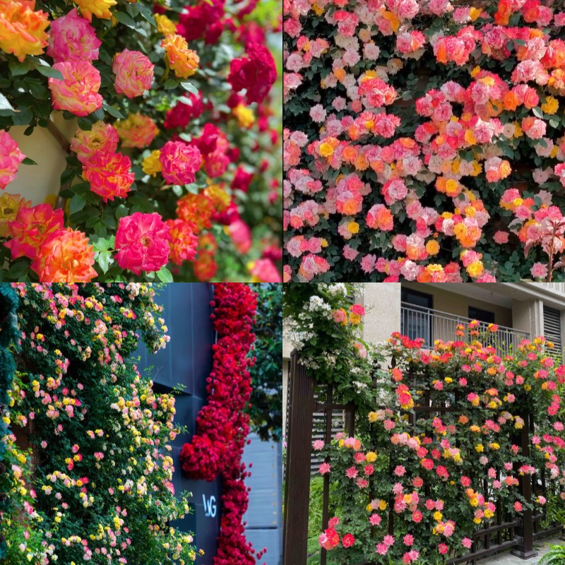 Rainbow's End Rose-Bring the Rainbow Home 🏡🌈