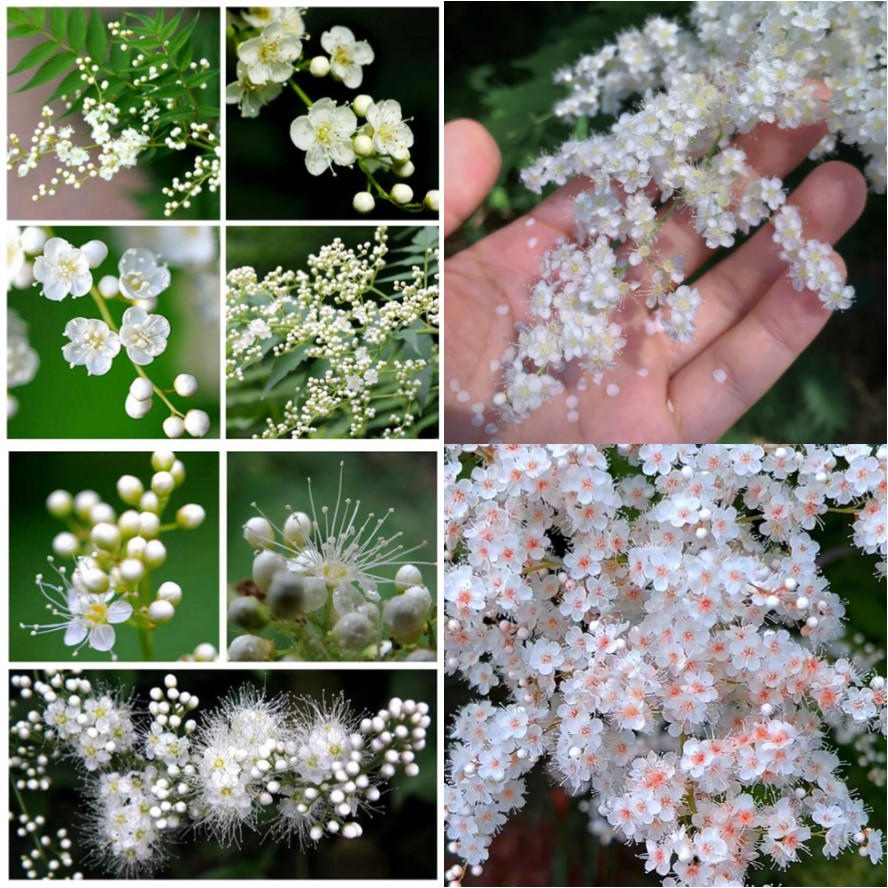 Pearl Plum: A Beacon of Serenity and Good Fortune 🌸