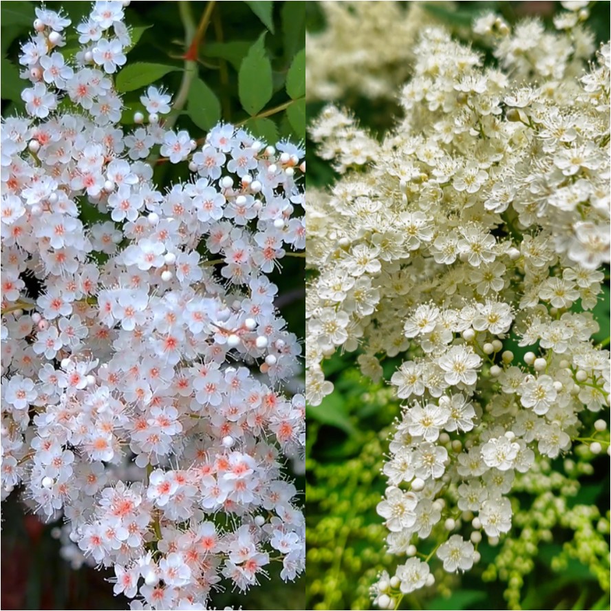 Pearl Plum: A Beacon of Serenity and Good Fortune 🌸