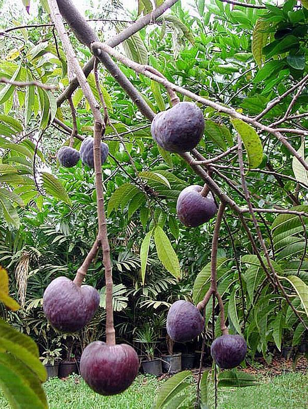 Red Custard Apple Tree Seeds