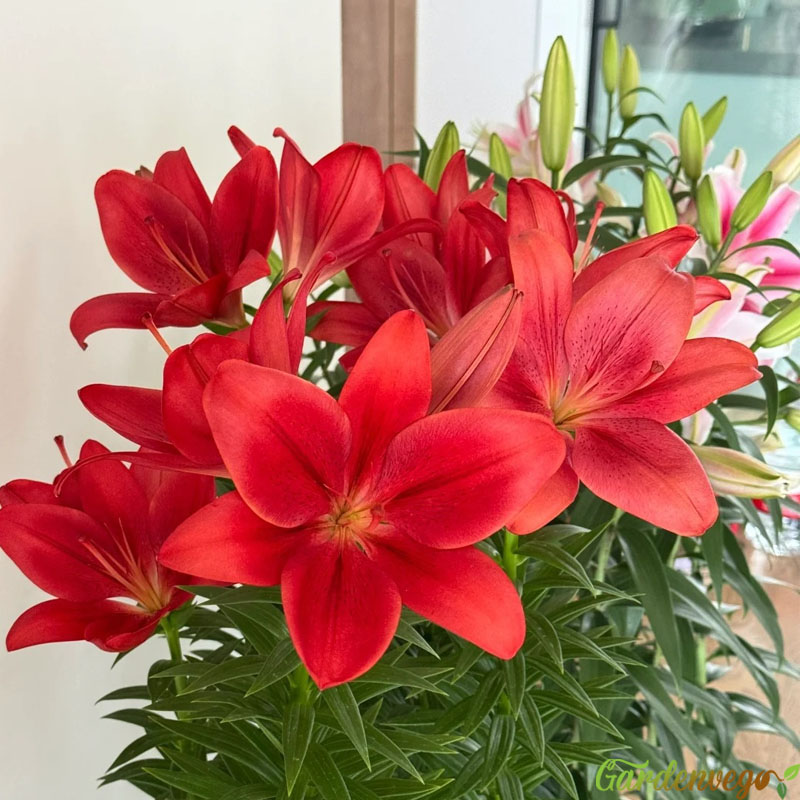 🌸Lillium Asiatic Lily Bulbs – Vibrant Blooms for Your Garden!🌿