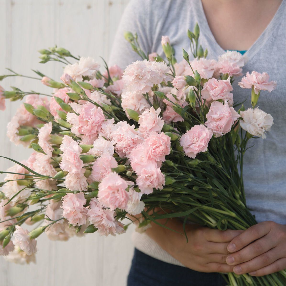 Carnation Chabaud Mix 10 Colors Dianthus Seeds