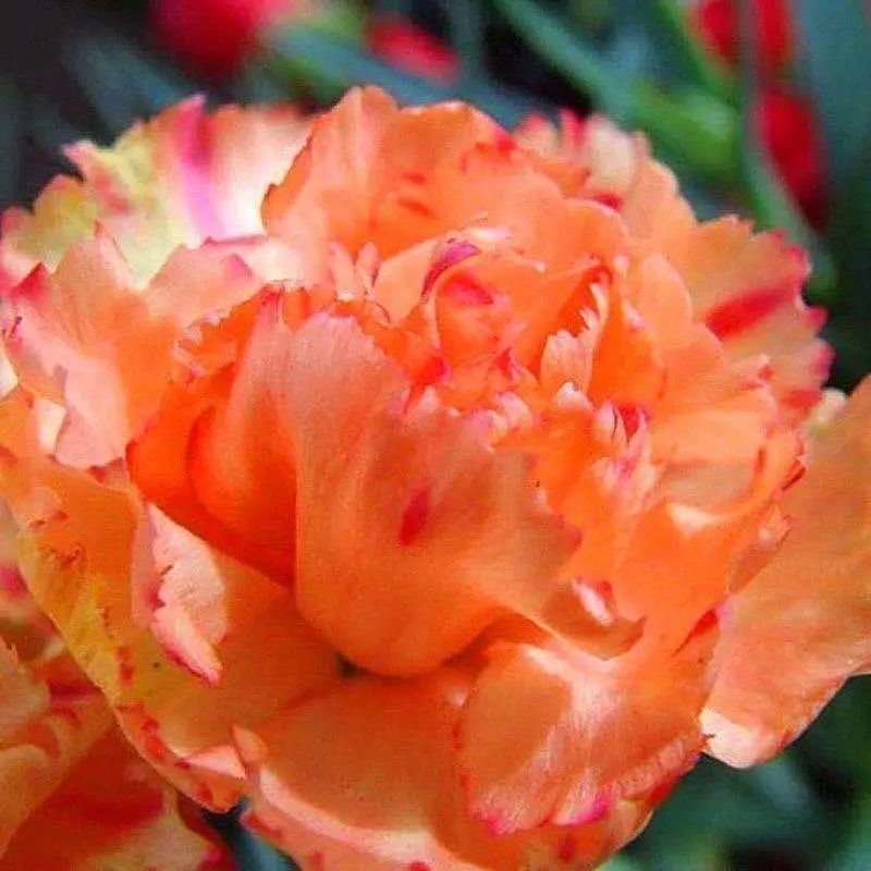 Carnation Chabaud Mix 10 Colors Dianthus Seeds