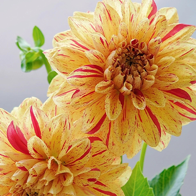 Rare Dahlias-chloriseeds