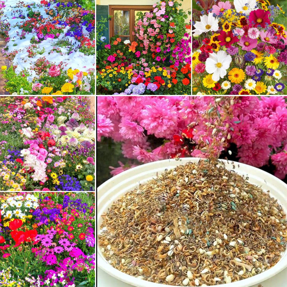 Mixed Seasonal Blooming Flower Seeds - Easy Care-chloriseeds