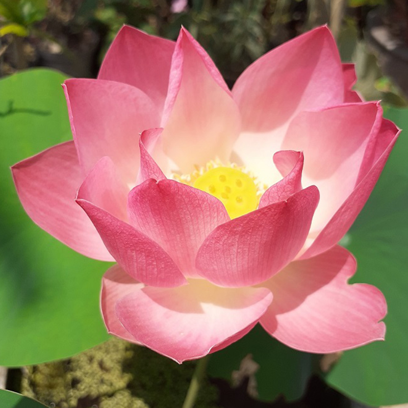 💖Rabatt zum halben Preis✨Wanlian🌱Einfach zu pflanzen