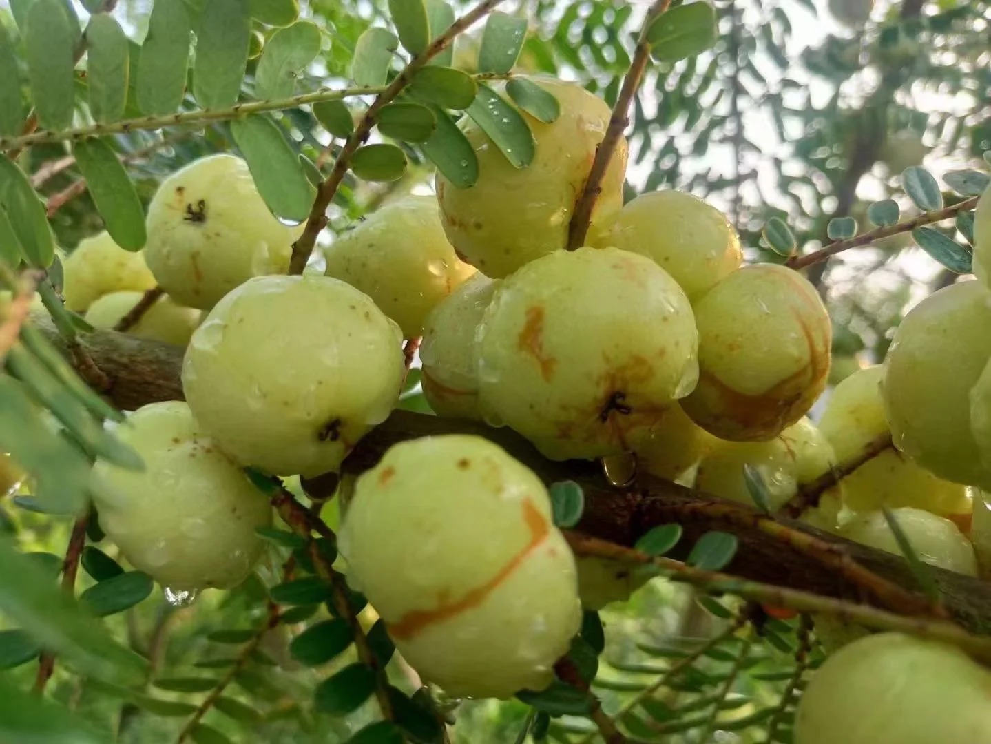 Red-Skinned Phyllanthus emblica