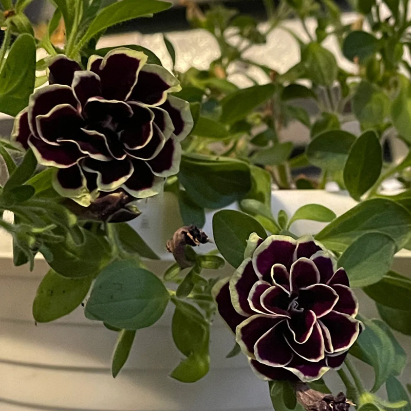 🔥Heiß verkauft🌺Doppelter Petuniensamen🌱einfach zu pflanzen