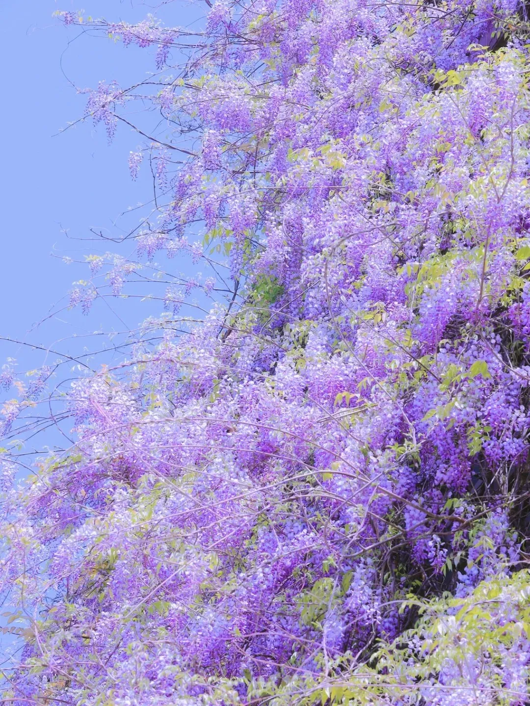 🚨50% DI SCONTO🚀Venditissimi💜Semi di vite di glicine viola