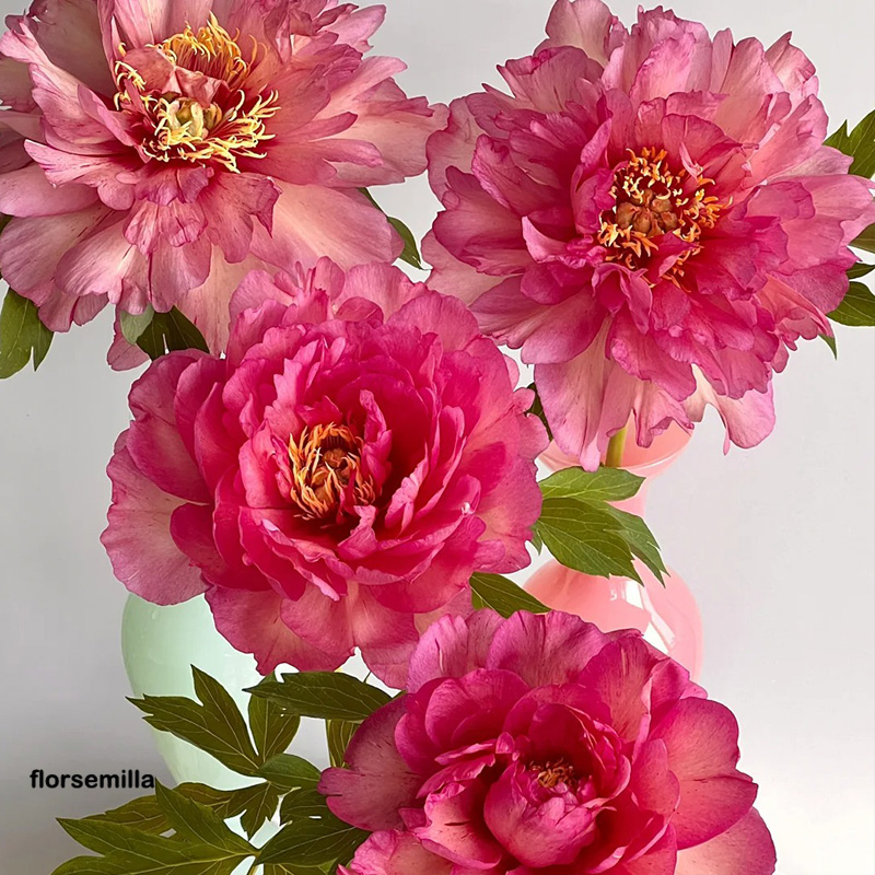 🚀Descuento a mitad de precio💖Semillas de peonía ✨Tamaño de flor grande