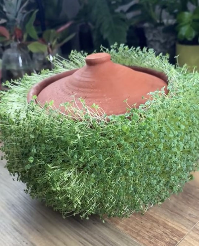 🌱Rocket Cultivated herb Microgreens x 2000 seeds