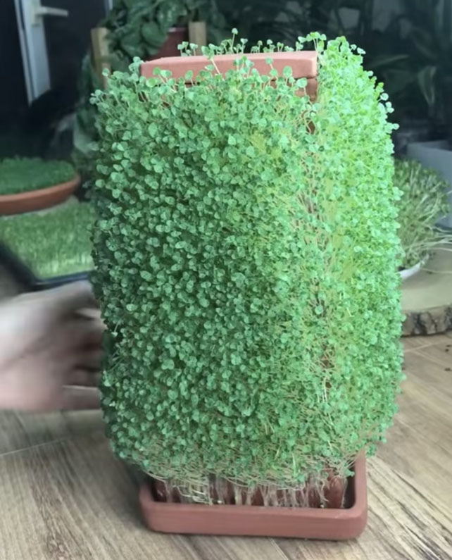 🌱Rocket Cultivated herb Microgreens x 2000 seeds