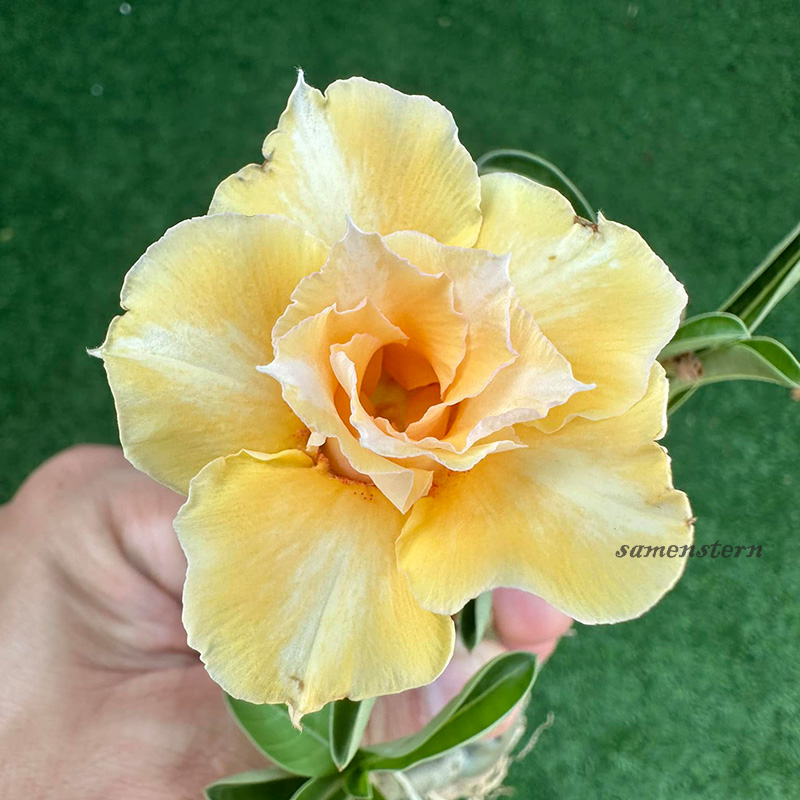 🚀Erstaunliche Pflanzen💖Wüstenrosensamen🌱Super einfach zu züchten