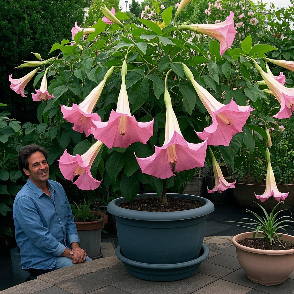 Datura Brugmansia Seeds