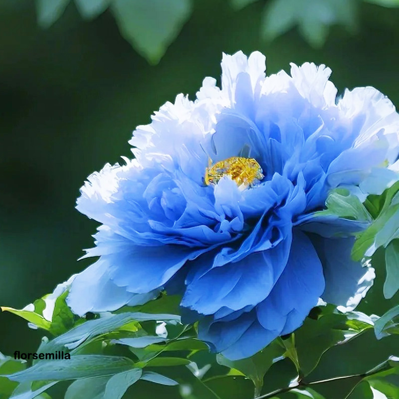 🚀Descuento a mitad de precio💖Semillas de peonía ✨Tamaño de flor grande