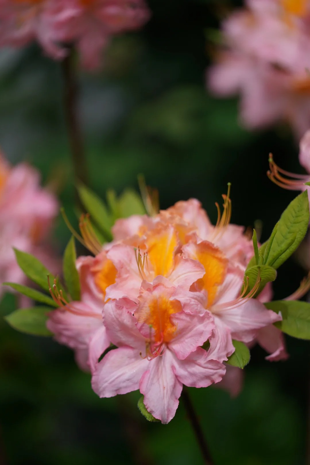 Deciduous Rhododendron