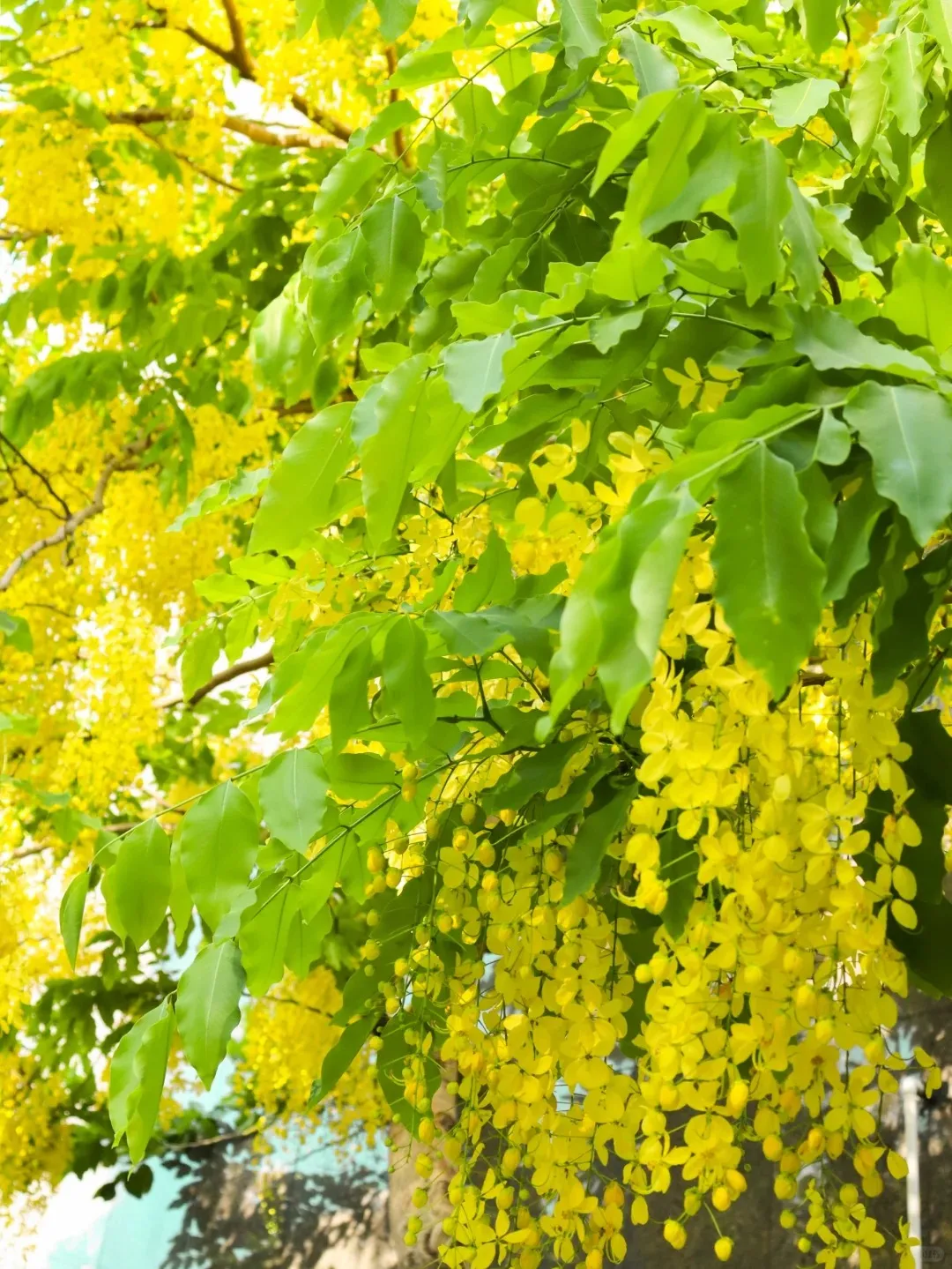 🚨50% DI SCONTO🚀Venditissimi💜Semi di vite di glicine viola