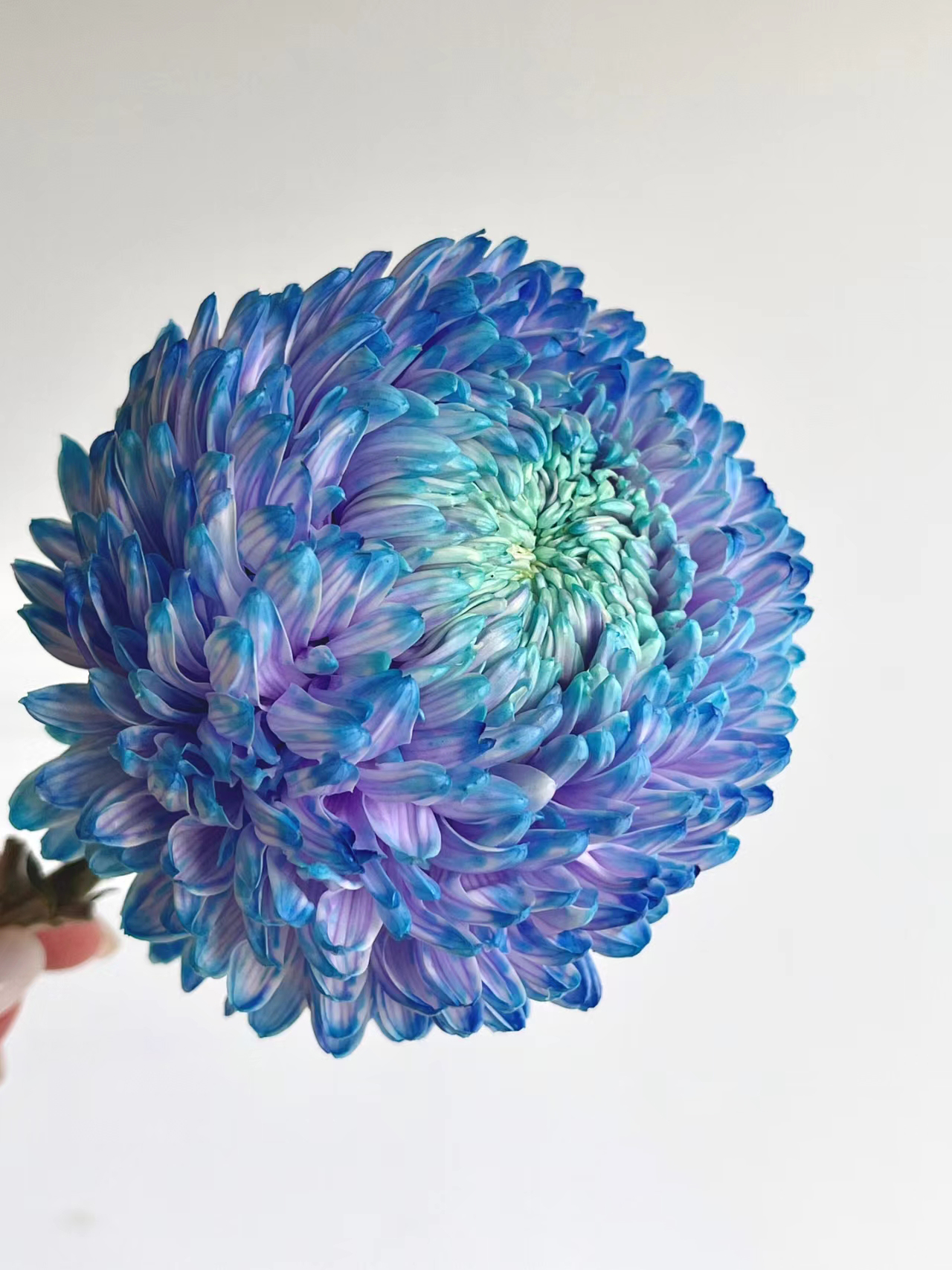 Starry Sky Peony Chrysanthemum Seeds-chloriseeds