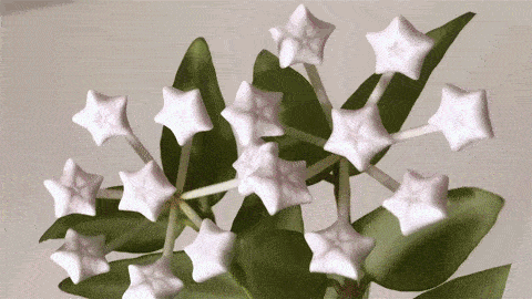 Hoya Seeds Potted Seed Hoya Carnosa Flower Seed Garden Plants
