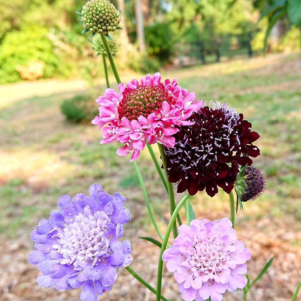 Imperial Mix Scabiosa Seed (Pincushion)