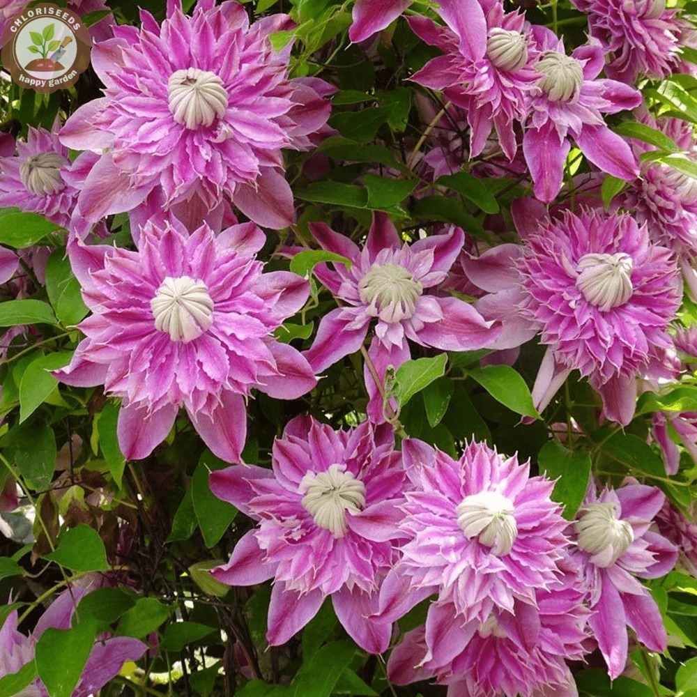 Double Colourful Clematis