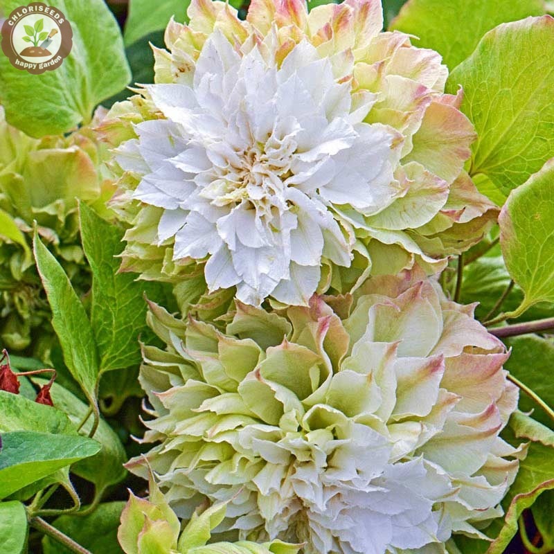 Double Colourful Clematis