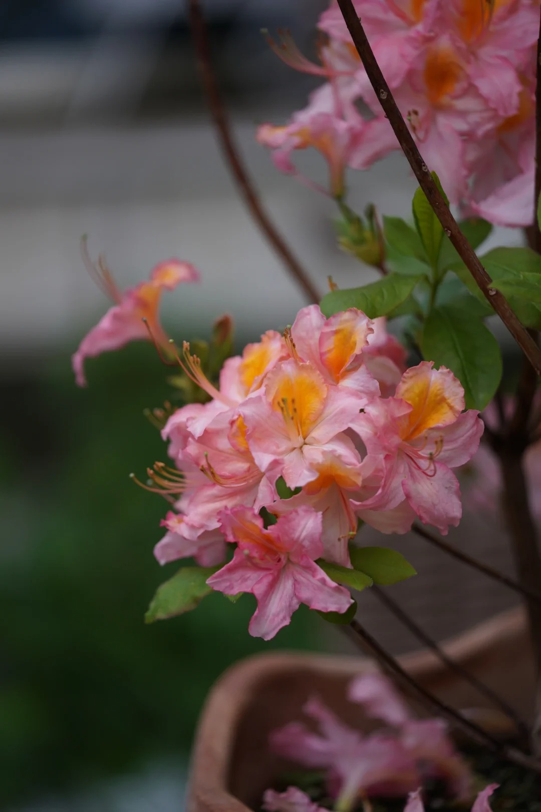 Deciduous Rhododendron