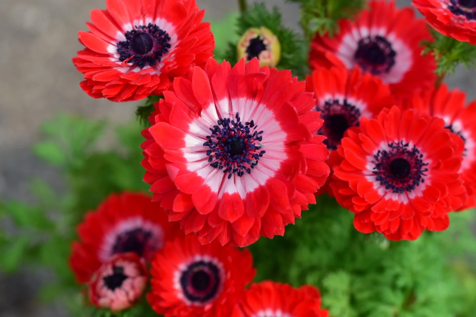 🌸 Double Anemone Seeds — Add Resilient Elegance to Your Garden!