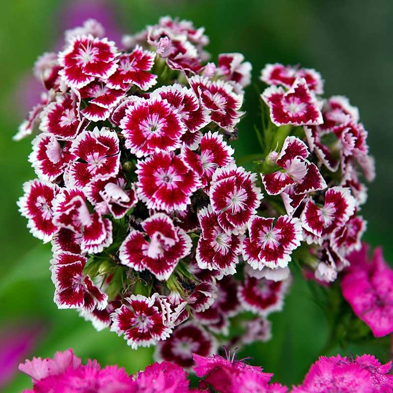 💖Rabatt zum halben Preis✨Nelke Dianthus🌈Regenbogenserie