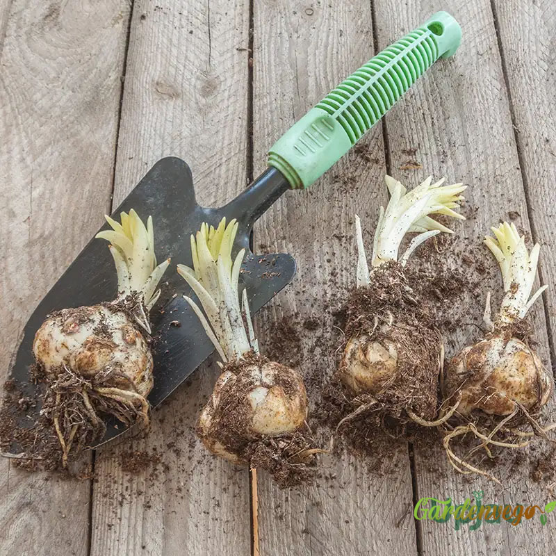 🌸Lillium Asiatic Lily Bulbs – Vibrant Blooms for Your Garden!🌿