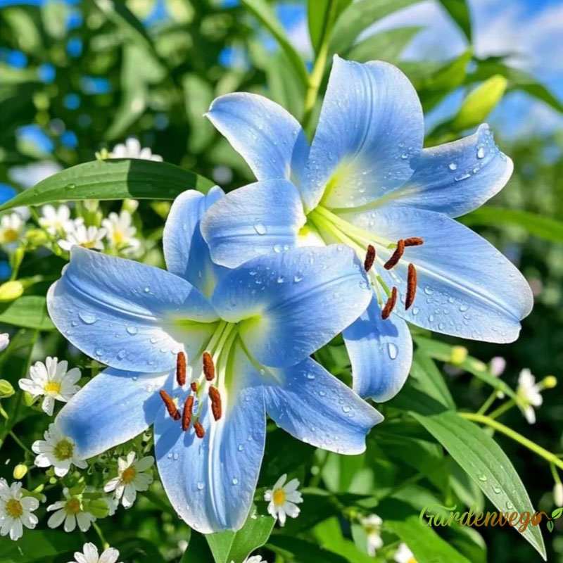 🌸Lillium Asiatic Lily Bulbs – Vibrant Blooms for Your Garden!🌿