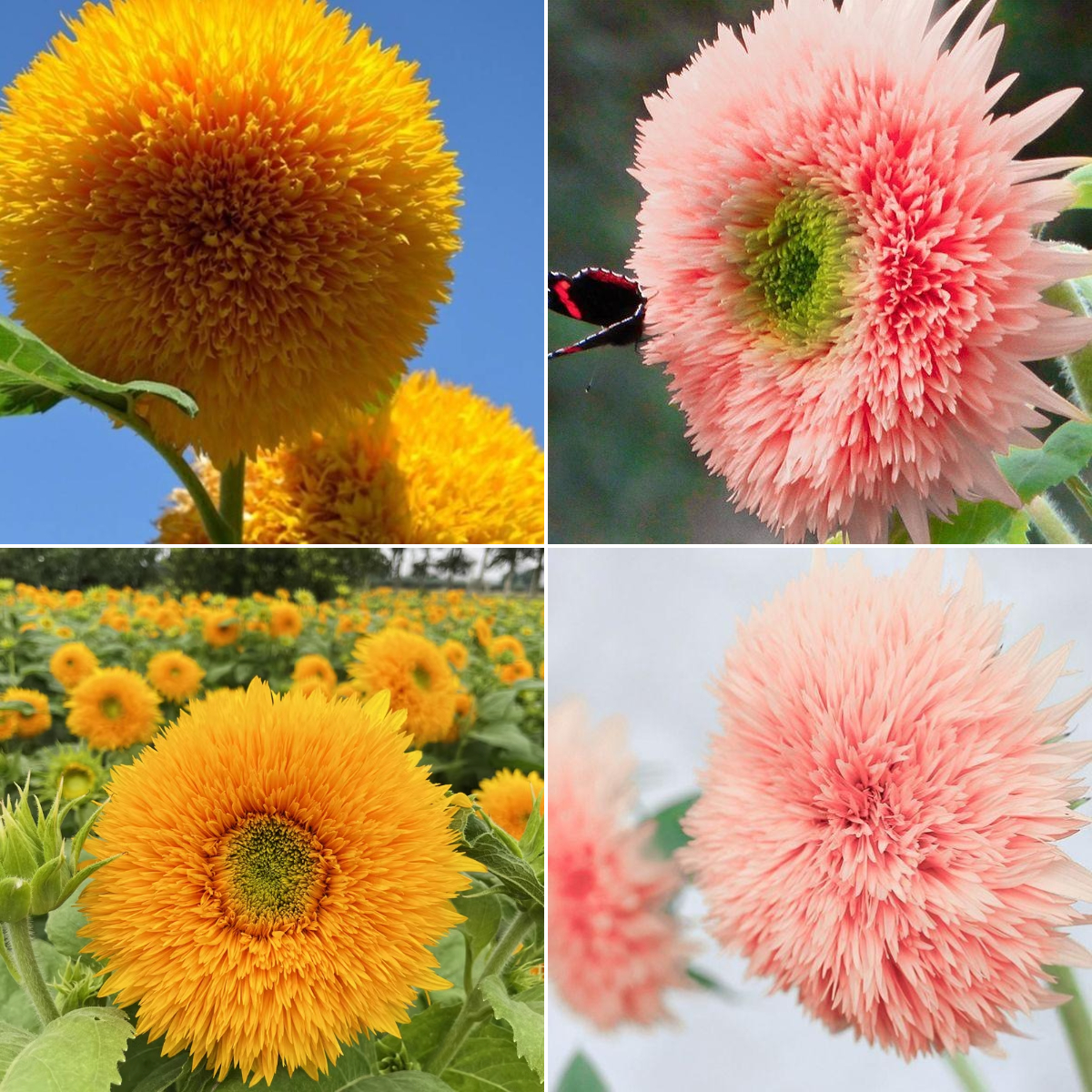 Cute Teddy Bear Sunflower Seeds