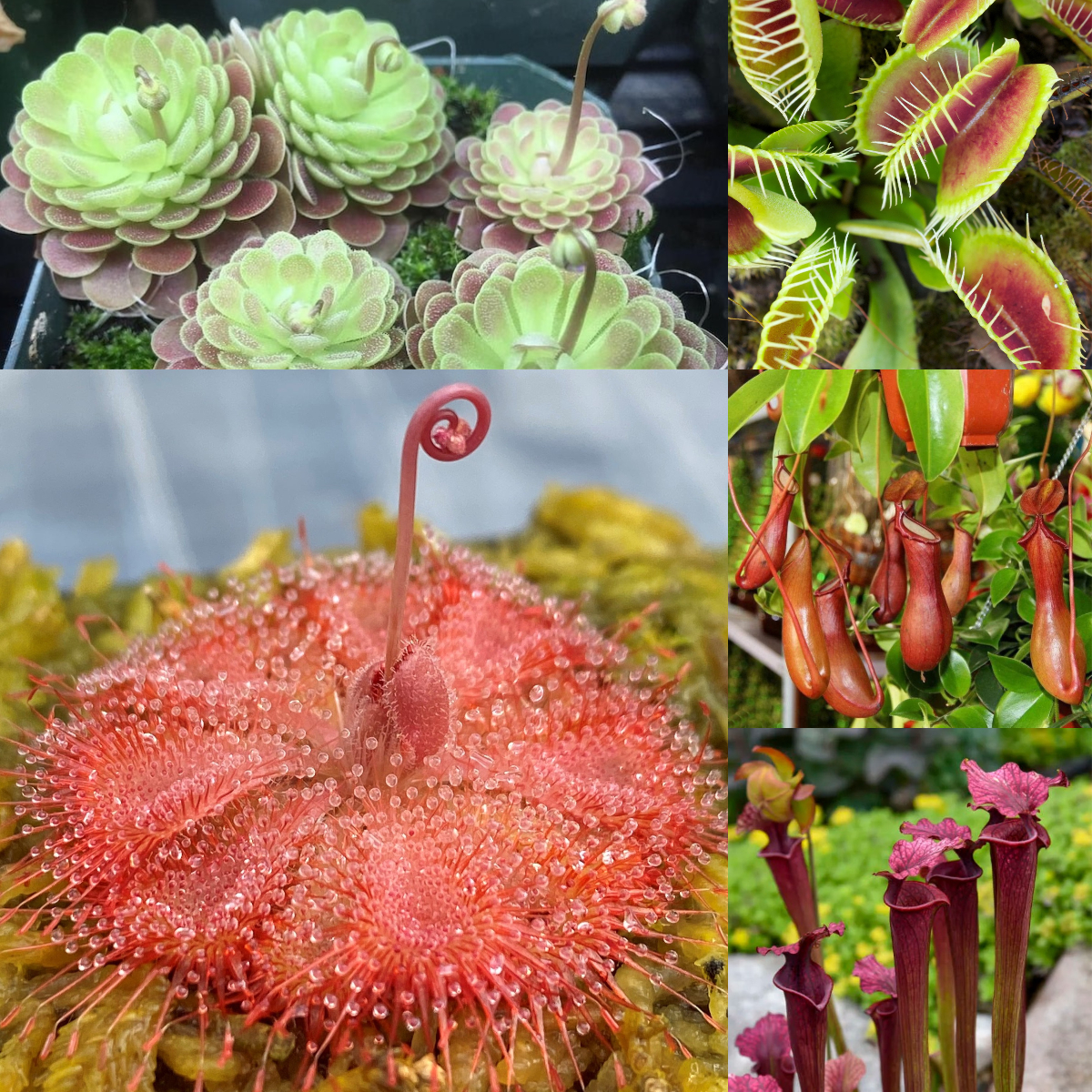 Carnivorous Plants Seeds