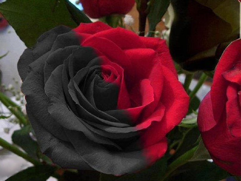 Carmen Rose - Twin Red Black Rose Seeds