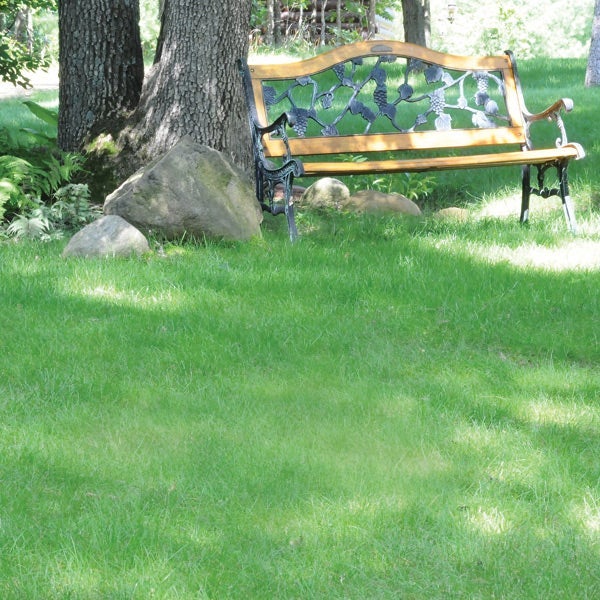 Evergreen, no-mowing lawn seeds